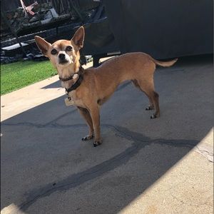 My dog